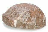 Colorful Fossil Tortoise (Stylemys) - South Dakota #249238-5